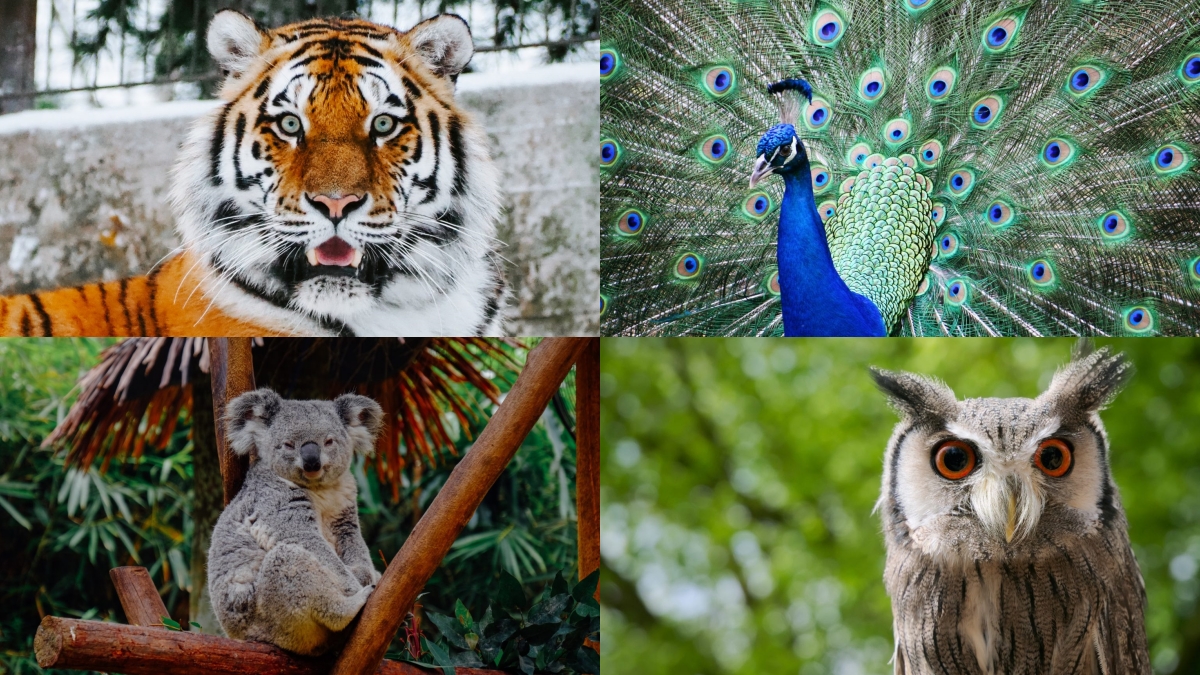 你是老虎還是孔雀？從動物風格看你的職場行為類型| 人資充電| 解決人資的各種疑難雜症，歡迎一起了解人資大小事|