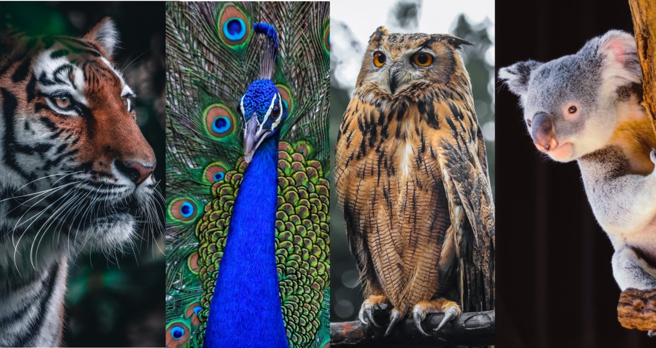 職場上你是哪一種動物？「老虎型」主管跟你客氣時，不要傻傻當真｜104職場力