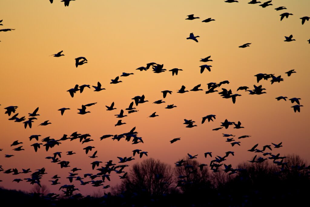 flock of flying birds during golden hour