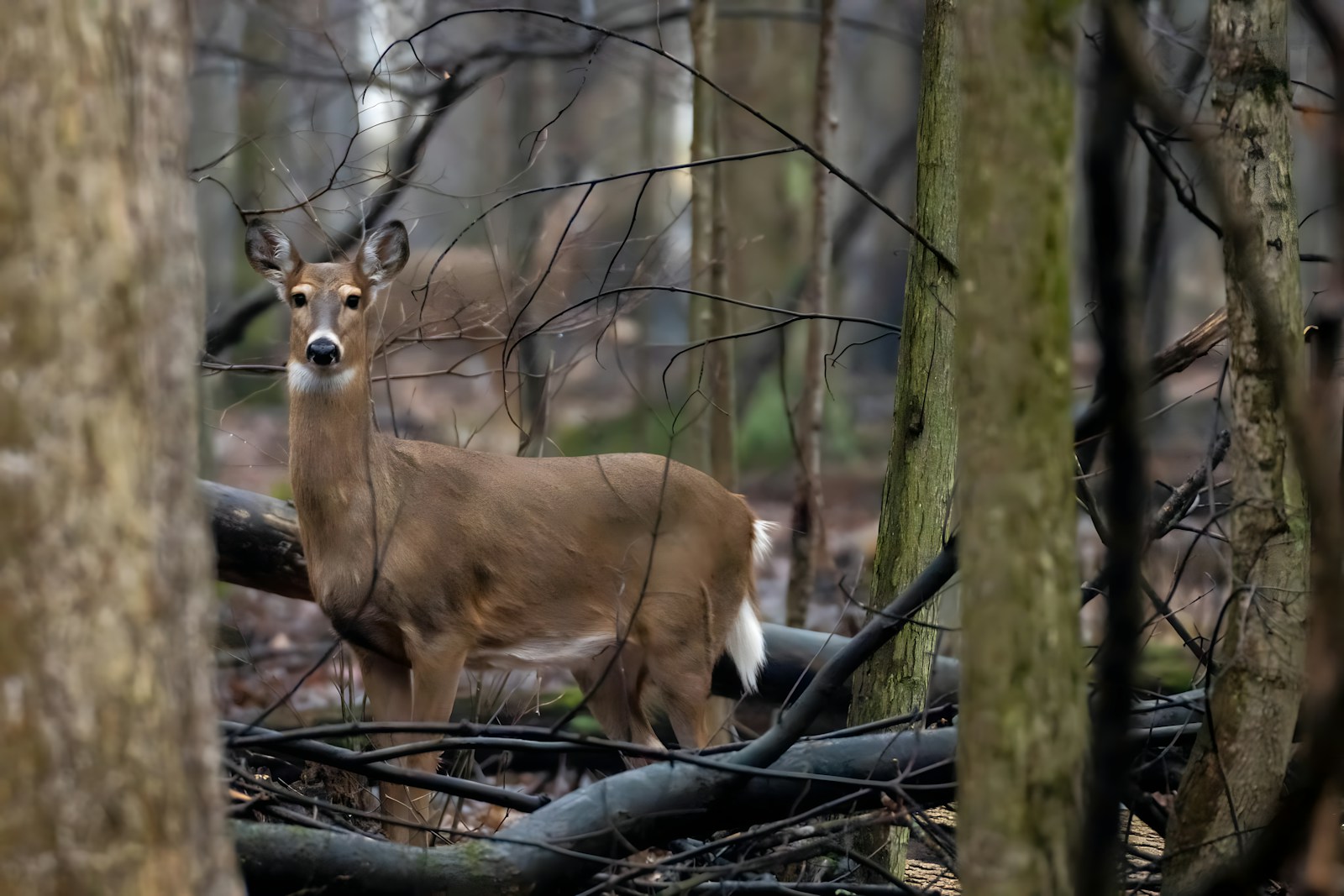 內向人為何難以自我肯定？解析「外向價值觀」如何磨耗內心