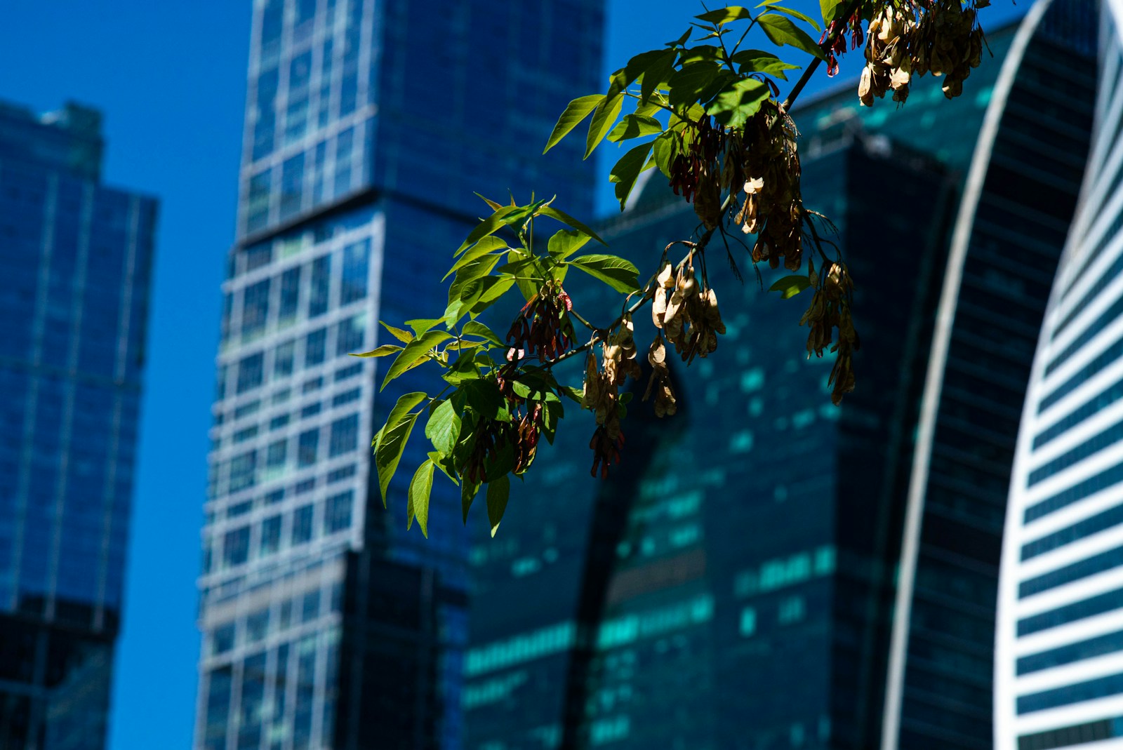 新聞眼／熱島降溫！國家級計畫 期待見樹又見林