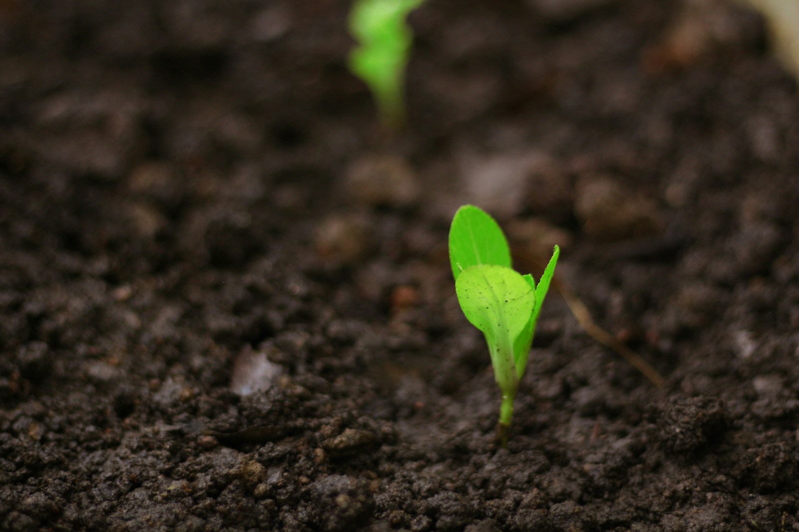 植物診療師是什麼？薪水職涯、報考資格、流程、證書申請懶人包！