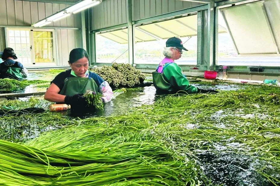 農業大缺工時代！農產採收「找嘸工」 老農組千歲團苦撐